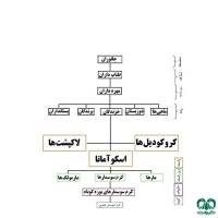 زیر راسته کرم سوسمارها Amphisbaenia